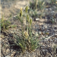 Enneapogon nigricans (Nine-awn Grass, Bottlewashers) at Barneys Hill/Mt Stranger - 28 Jan 2007 by michaelb