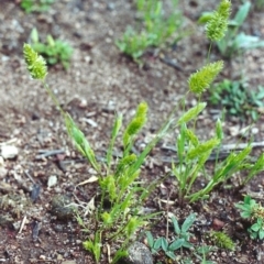 Enneapogon nigricans (Nine-awn Grass, Bottlewashers) at Tuggeranong Hill - 12 Nov 2000 by michaelb