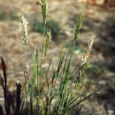 Enneapogon nigricans (Nine-awn Grass, Bottlewashers) at Theodore, ACT - 19 Jan 2001 by michaelb