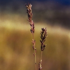 Eragrostis elongata (Clustered Lovegrass) at Gordon, ACT - 21 Jan 2012 by MichaelBedingfield