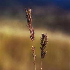 Eragrostis elongata at Gordon, ACT - 21 Jan 2012 12:00 AM