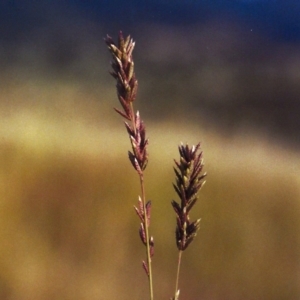 Eragrostis elongata at Gordon, ACT - 21 Jan 2012 12:00 AM