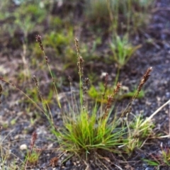 Eragrostis elongata at Gordon, ACT - 21 Jan 2012 12:00 AM