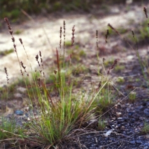 Eragrostis elongata at Gordon, ACT - 21 Jan 2012 12:00 AM