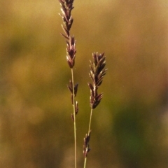 Eragrostis elongata at Gordon, ACT - 21 Jan 2012 12:00 AM