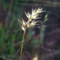 Rytidosperma caespitosum (Ringed Wallaby Grass) at Tuggeranong Hill - 2 Nov 2000 by michaelb