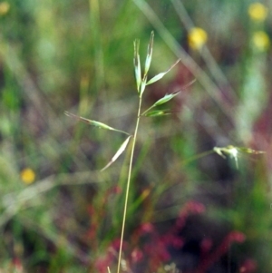 Rytidosperma caespitosum at Theodore, ACT - 3 Nov 2000