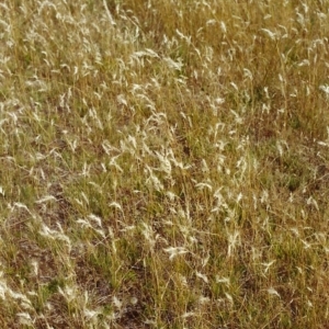 Rytidosperma caespitosum at Conder, ACT - 2 Jan 2000