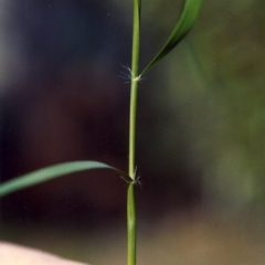 Rytidosperma caespitosum (Ringed Wallaby Grass) at Conder, ACT - 30 Mar 2007 by MichaelBedingfield