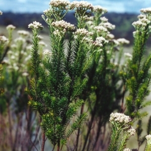 Ozothamnus diosmifolius at Tuggeranong Hill - 5 Nov 2000