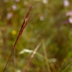 Bothriochloa macra (Red Grass, Red-leg Grass) at Conder, ACT - 1 Jan 2000 by michaelb