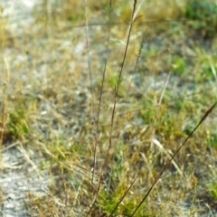 Bothriochloa macra (Red Grass, Red-leg Grass) at Conder, ACT - 30 Nov 1999 by MichaelBedingfield