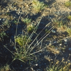 Bothriochloa macra (Red Grass, Red-leg Grass) at Bonython, ACT - 29 Jan 2007 by MichaelBedingfield