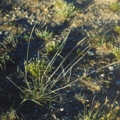 Bothriochloa macra (Red Grass, Red-leg Grass) at Bonython, ACT - 28 Jan 2007 by michaelb