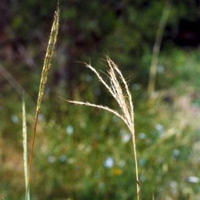 Bothriochloa macra (Red Grass, Red-leg Grass) at Point Hut to Tharwa - 29 Jan 2007 by MichaelBedingfield