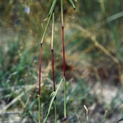Bothriochloa macra (Red Grass, Red-leg Grass) at Rob Roy Range - 1 Mar 2007 by michaelb