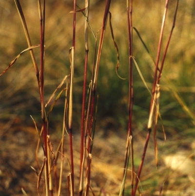 Bothriochloa macra (Red Grass, Red-leg Grass) at Conder, ACT - 12 Apr 2007 by michaelb