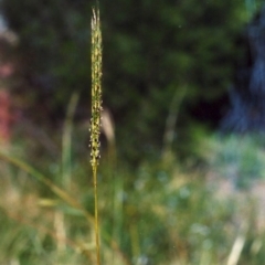 Bothriochloa macra (Red Grass, Red-leg Grass) at Conder, ACT - 19 Jan 2007 by michaelb