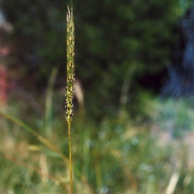 Bothriochloa macra (Red Grass, Red-leg Grass) at Conder, ACT - 19 Jan 2007 by michaelb