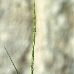 Hemarthria uncinata (Matgrass) at Greenway, ACT - 4 Jan 2008 by MichaelBedingfield