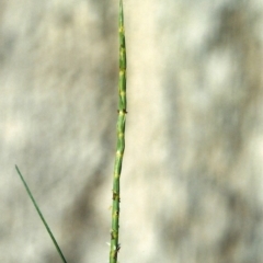 Hemarthria uncinata (Matgrass) at Greenway, ACT - 3 Jan 2008 by michaelb