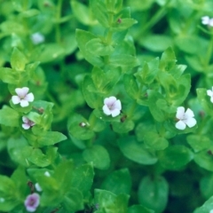 Gratiola peruviana (Australian Brooklime) at Rob Roy Range - 18 Jan 2001 by michaelb