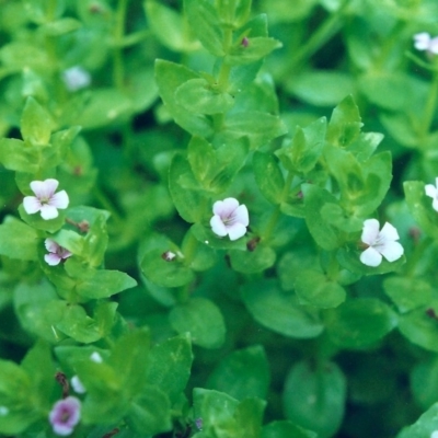 Gratiola peruviana (Australian Brooklime) at Conder, ACT - 18 Jan 2001 by michaelb