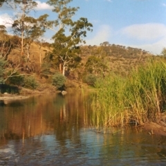 Phragmites australis (Common Reed) at Paddys River, ACT - 16 Mar 2004 by MichaelBedingfield