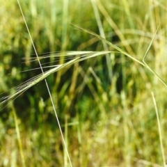 Anthosachne scabra (Common Wheat-grass) at Conder, ACT - 10 Nov 1999 by MichaelBedingfield