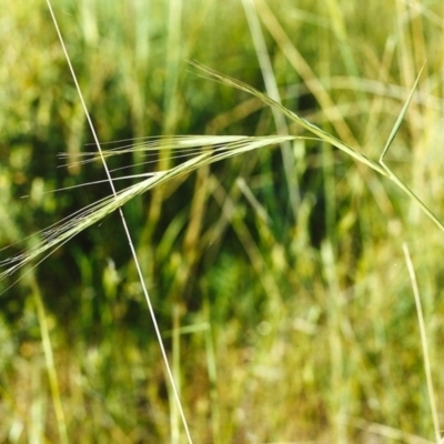 Anthosachne scabra (Common Wheat-grass) at Conder, ACT - 10 Nov 1999 by MichaelBedingfield