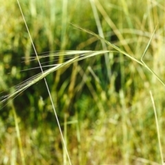 Anthosachne scabra (Common Wheat-grass) at Conder, ACT - 9 Nov 1999 by michaelb