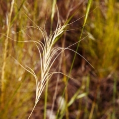 Anthosachne scabra (Common Wheat-grass) at Conder, ACT - 22 Nov 1999 by MichaelBedingfield