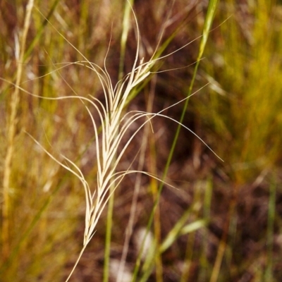 Anthosachne scabra (Common Wheat-grass) at Conder, ACT - 21 Nov 1999 by michaelb
