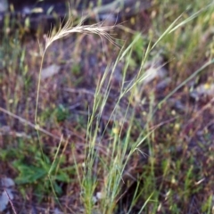 Anthosachne scabra (Common Wheat-grass) at Conder, ACT - 23 Nov 2000 by michaelb
