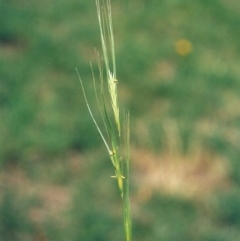 Anthosachne scabra (Common Wheat-grass) at Rob Roy Range - 2 Dec 2008 by michaelb