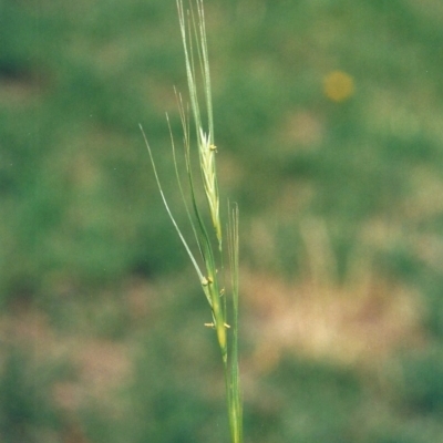 Anthosachne scabra (Common Wheat-grass) at Theodore, ACT - 3 Dec 2008 by MichaelBedingfield