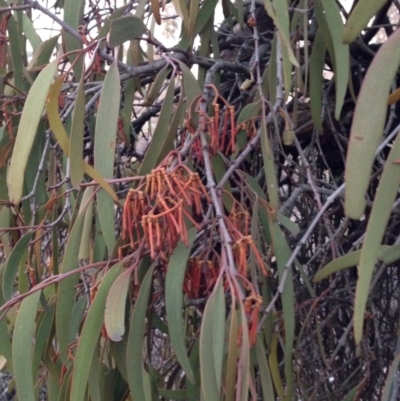Amyema pendula subsp. pendula (Drooping Mistletoe) at Nicholls, ACT - 10 Jul 2015 by gavinlongmuir
