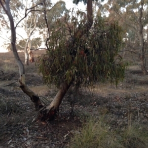 Amyema pendula subsp. pendula at Nicholls, ACT - 10 Jul 2015 12:52 AM