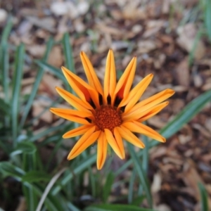 Gazania rigens at Canberra, ACT - 8 Jul 2015