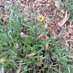 Gazania rigens at Canberra, ACT - 8 Jul 2015