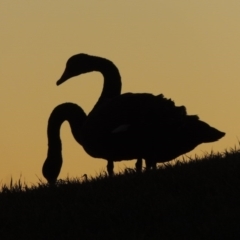 Cygnus atratus (Black Swan) at Parkes, ACT - 8 Jul 2015 by MichaelBedingfield