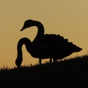 Cygnus atratus at Parkes, ACT - 8 Jul 2015 06:36 PM