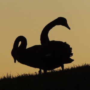 Cygnus atratus at Parkes, ACT - 8 Jul 2015 06:36 PM