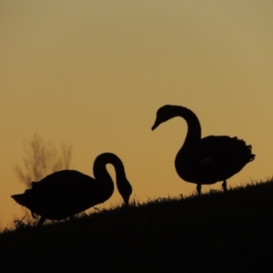 Cygnus atratus at Parkes, ACT - 8 Jul 2015