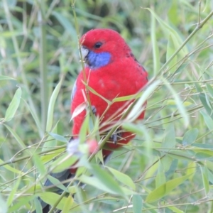 Platycercus elegans at Canberra, ACT - 8 Jul 2015 06:09 PM