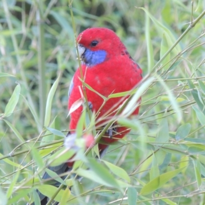 Platycercus elegans (Crimson Rosella) at Commonwealth & Kings Parks - 8 Jul 2015 by michaelb