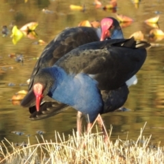 Porphyrio melanotus (Australasian Swamphen) at Canberra, ACT - 8 Jul 2015 by MichaelBedingfield