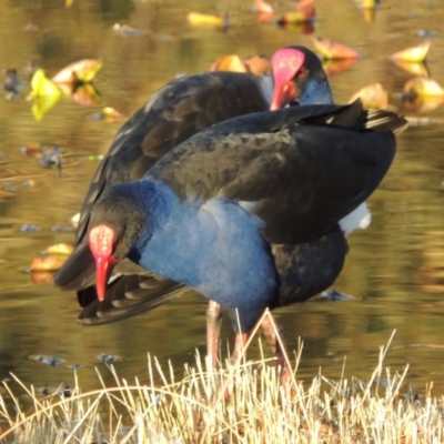 Porphyrio melanotus (Australasian Swamphen) at Canberra, ACT - 8 Jul 2015 by MichaelBedingfield