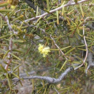 Acacia ulicifolia at Majura, ACT - 11 Jul 2015