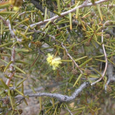 Acacia ulicifolia (Prickly Moses) at Majura, ACT - 11 Jul 2015 by SilkeSma